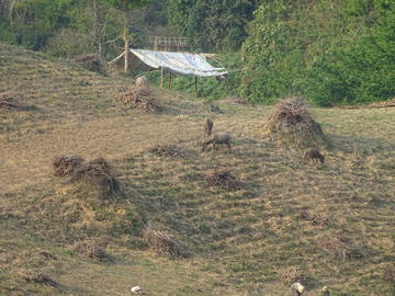 07_Pâturage des champs de manioc après récole_Le Trouher, 2022