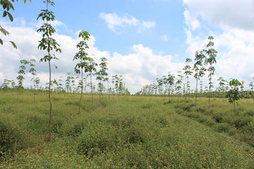 10_Agroforesterie avec Plantation dHevea avec plante de couverture fourragère_ASEA, 2022