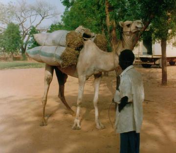 bat_camelin_Niger_1998_Eric_Vall