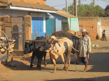 Charrette_bovine_fumure_Antsirabé_Madagascar_2012_Eric_Vall