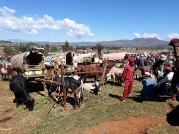 Charrette_bovine_marché_Antsirabé_Madagascar_2019_Eric_Vall