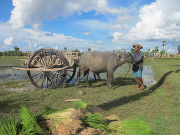 Charrette_bufle_Angkor_Cambodge_2010_Eric_Vall