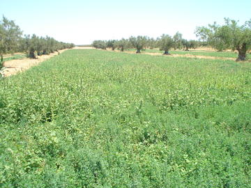 Sorgho_fourrager_cultivé_entre_oliviers_alimentation_vaches_laitières_Sfax_Tunisie_Waad_Nasri
