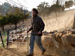 Berger et troupeau d'ovins, sud de la France © Michel Meuret