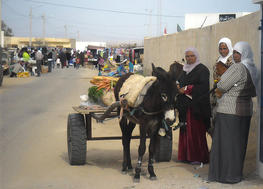 Charrette Karrita au marché hebdomadaire, Gabes, Tunisie © Waad_Nasri 
